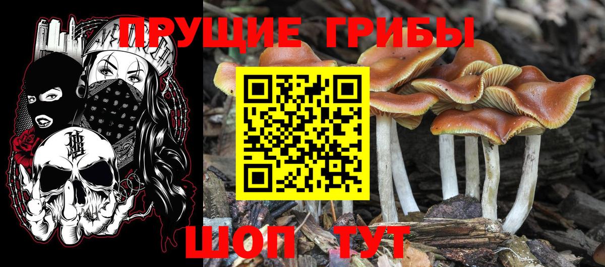 Галлюциногенные грибы Psilocybine cubensis  Вход с VPN  Междуреченск 